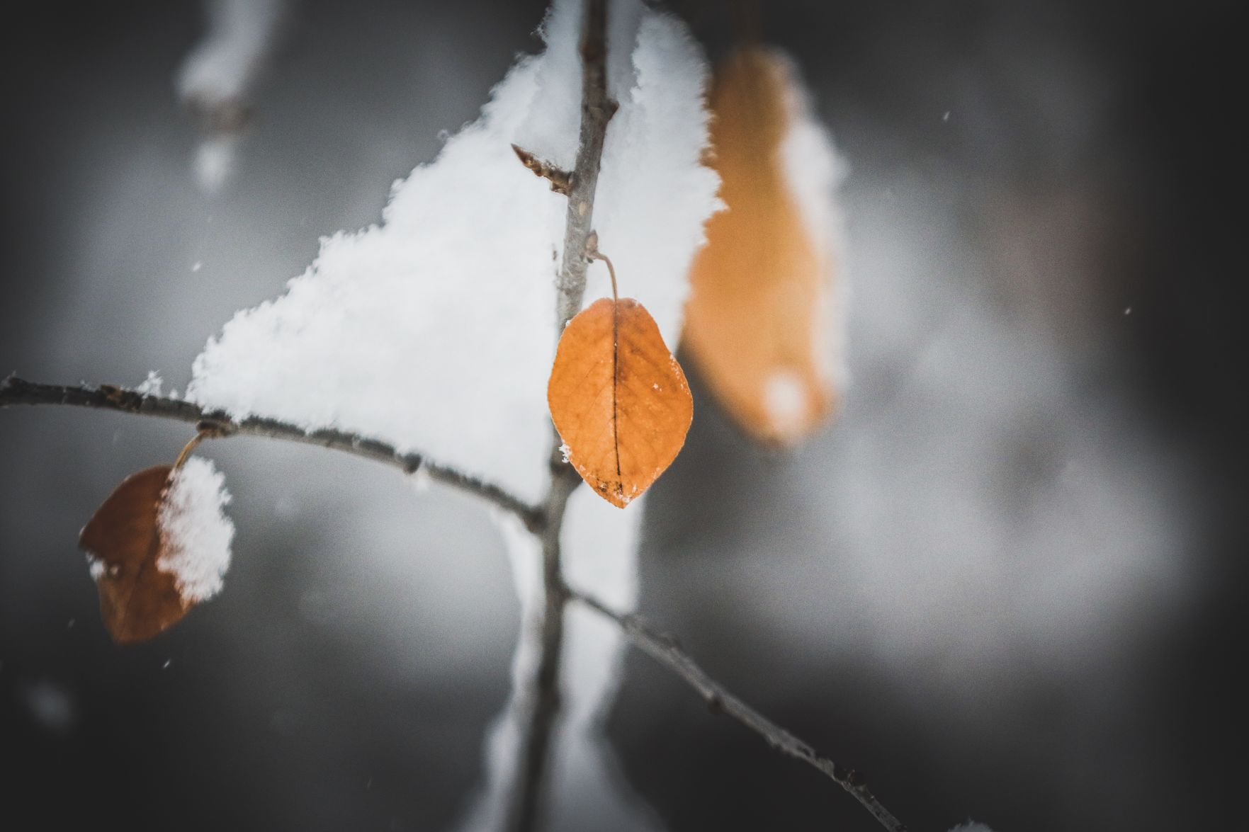 PHOTOS: November Snow, photos from Star-Herald staff and readers